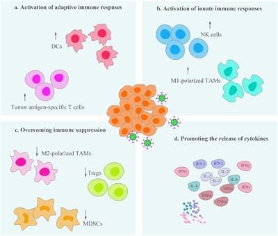 Remodeling of Tumor Immune Microenvironment by Oncolytic Viruses